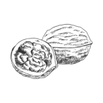 noix aliments pro fertilite