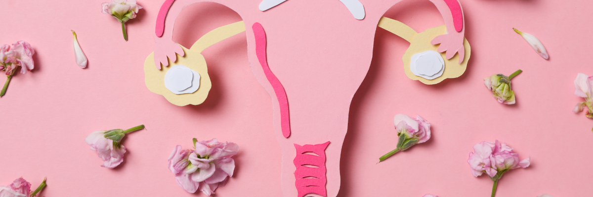 différents phases cycle menstruel