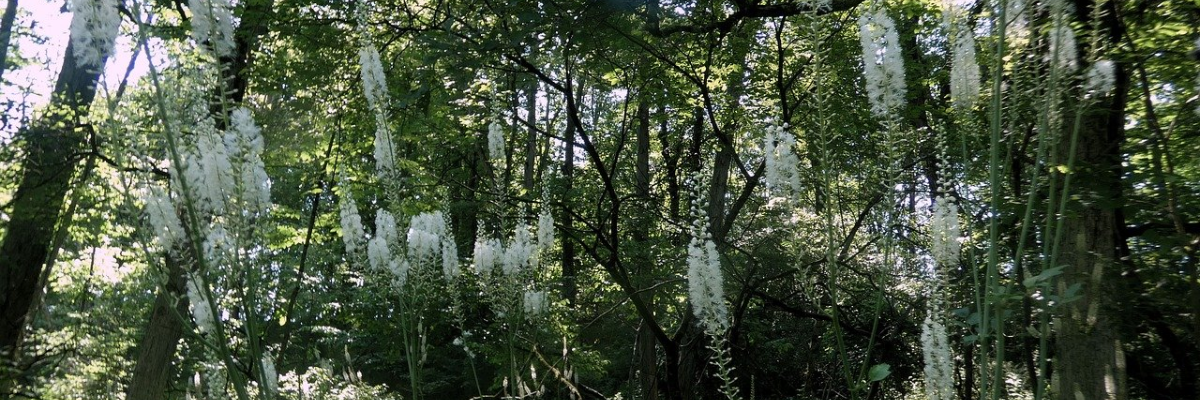 actée à grappes (Black cohosh) - retard de règles