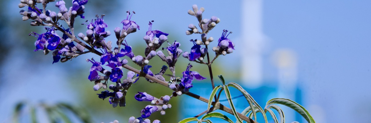 gattilier - équilibre hormonal